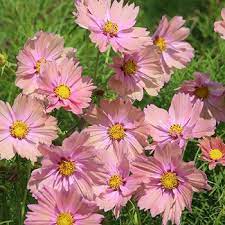 Pin On Annual Cosmos