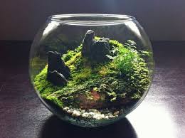 Moss Stone Miniature Garden Mini Garden Garden Terrarium