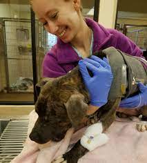 So, whether you feel your dog and cat needs emergency vet services or you just want to make sure your best friend is okay, we're here for you. A Guide To Veterinary Emergency And Critical Care Oakland Veterinary Referral Services