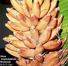 Image result for Musaceae