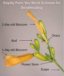 Maybe you would like to learn more about one of these? How To Keep Stella De Oro Daylilies Blooming All Season Dengarden
