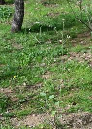 Image result for Crambe hispanica