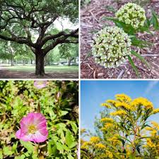 I usually plant cover crops about sept. Top 10 Butterfly Host Plants To Grow In Texas Native Backyards