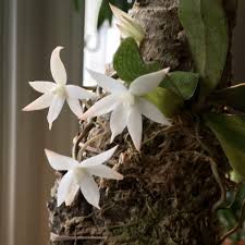 Image result for Aerangis ugandensis