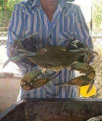 Just try getting him into a pot! Ever See A Blue Crab This Big Emerald Isle North Carolina Blue Crab Recipes Blue Crab Maryland Blue Crab