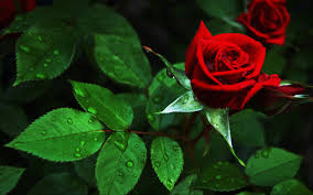 A few years back, the seeds of the plant had gained much popularity for their health. Wallpaper Red Rose Green Leaves Water Drops 2880x1800 Hd Picture Image