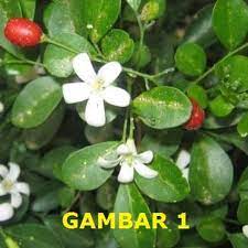 Ia lambang kesucian.ia lambang beningnya fikiran.(buku pawiyatan, abdi dalem kraton ngayogyakarta). Bibit Tanaman Hias Kemuning Bunga Kemuning Tanaman Obat Herbal Lazada Indonesia