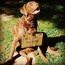 Chesapeake Software Systems Chesapeake Bay Retriever I Love Dogs Chesapeake
