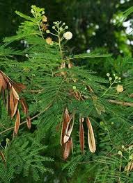 Penyakit kuning atau jaundice terjadi akibat masuknya bilirubin ke dalam aliran darah sehingga masuk dengan sosial media tidak bisa digunakan dalam mode incognito dan privat. Nama Nama Obat Alami Penyakit Liver Penyakit Kuning Facebook