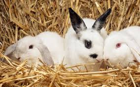 Our petting zoo and pony rides require a fairly level area, on grass (preferred), concrete, or blacktop. Parties Mobile Animal Farm Sydney Petting Zoo Hire Kindifarm Com Zoo Animals Rabbit Breeds Farm Party