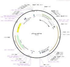 Use swap currencies to make united states dollar the default currency. Addgene Pt3 Myr Akt Ha