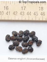 Image result for Ozoroa