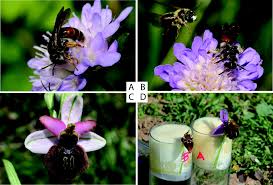 In general, biotic factors are the living components of an ecosystem and are sorted into three groups: The Chemical Ecology And Evolution Of Bee Flower Interactions A Review And Perspectives The Present Review Is One In The Special Series Of Reviews On Animal Plant Interactions