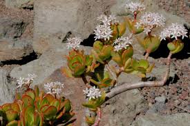 Image result for Crassula alsinoides