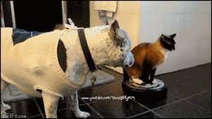 19 Cats Who Are Seriously Lacking Social Skills Cute Animals Cat Meeting Cat Gif