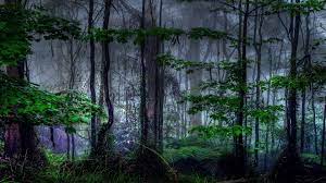 Dark Nature Wallpapers Full Hd Monodomo Forest Wallpaper Nature Wallpaper Dark Tree