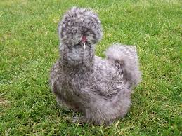 Cuckoo Silkies Cuckoo Silkie Images Updated 3 3 14 In 2020 Fancy Chickens Silkies Silkie Chickens