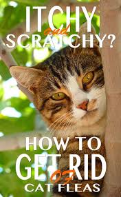 How To Get Rid Of Cat Fleas On Your Cat And In Your Home Cat Fleas Cat Care Fleas On Kittens