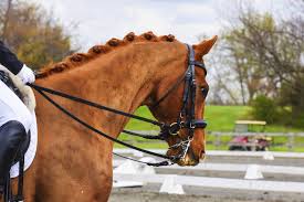 By kayley (medicine hat, alberta). Fluffy Dutch Style Dressage Braids The Long Awaited Braiding Tutorial