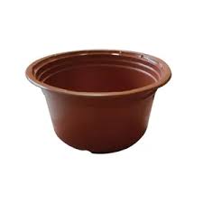 Image result for Chlorophytum perfoliatum