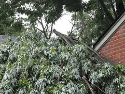 If you want your property in tiptop shape, turn to gilbert tree service. Boerne Tree Service Pros Tree Trimming Boerne Texas