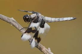 Image result for Libellulidae