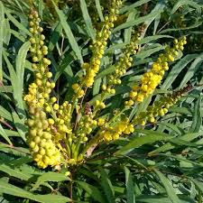 The name soft caress tells you this is not your typical mahonia. Mahonia Eurybracteata Subsp Ganpinensis Soft Caress Mahonia Soft Caress In Gardentags Plant Encyclopedia