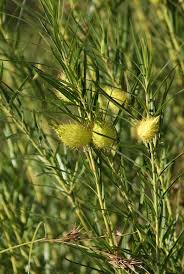 Image result for Gomphocarpus fruticosus