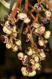 Image result for Ozoroa paniculosa