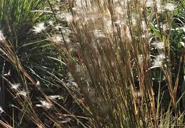 Image result for Andropogon eucomus