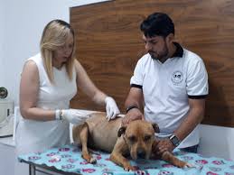 Veterinária e Terapeuta de Cotia estão cuidando de Pit Bulls resgatados das  rinhas - Revista Circuito - Portal de Notícias da Granja Viana e Região