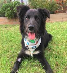 The border collie is considered a highly intelligent, extremely energetic, acrobatic and athletic dog. Border Collie Colors All 24 Coat Colors Explained With Pictures