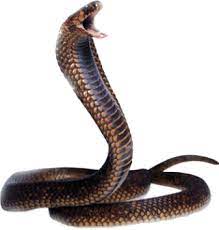 Snake, snake cartoon, cartoon snake material, cartoon character, 3d computer graphics png. Snake Png Snake Transparent Background Freeiconspng