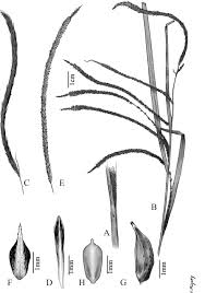 Image result for Carex bequaertii