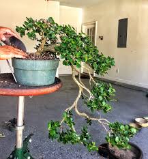 Bonsai is a japanese version of the original traditional chinese art penjing or penzai. From The Brink Adam S Art And Bonsai Blog