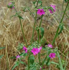 Image result for Mirabilis