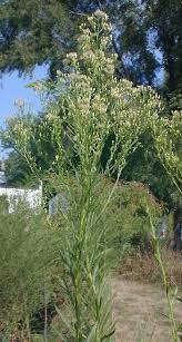 Image result for Conyza