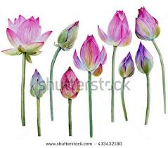 Water Lily Buds Or Lotus Flower Buds Hand Drawn Watercolor Isolated On White Background Watercolor Lotus Lotus Flower Painting Flower Drawing