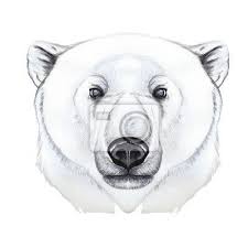 Dessin A Aquarelle De Mammifere Predateur Ours Polaire Tableaux De Myloview La Meilleure Des Qualites Papier Ours Polaire Dessin Ours Polaire Ours Blanc