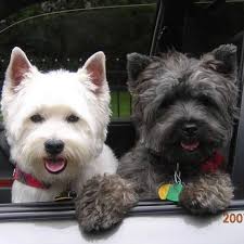 IT IS THUG THURSDAY Today our THUG is MELISSA KAYE FELLOWS #badmelissa Hey  girl Hey, we have been looking for you all over the place! Since you went  away to the big