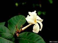 Image result for Pavonia burchellii