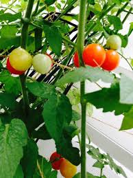 We did not find results for: Bonnie Plants Husky Cherry Red Cherry Tomato 19 3 Oz Walmart Com Walmart Com