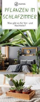 Pflanzen Im Schlafzimmer Diese Sorten Eignen Sich Schlafzimmer Pflanzen Schlafzimmer Deko Schlafzimmer Einrichten
