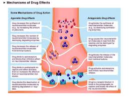 Neurotransmitters And Their Roles In Addiction Amandas