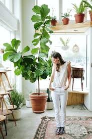 Pin On Indoor Garden