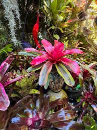 Image result for Ceropegia rendallii