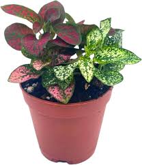 Image result for Hypoestes