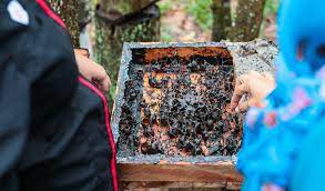 Penerbit ke lalu nyadi pengarah telemovie nya steven bana madah. Sweet Dreams Malaysia S Stingless Bee Honey Creates A Buzz In Mideast Arab News