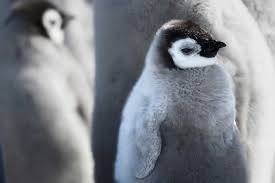 Image result for penguin