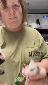 Toot Toot~, I couldn’t resist. When I see these gorgeous babies that come  in tiny and pink and they grow into A whole possum right before my eyes. ,  No. They are not being handled rough. It looks that ...